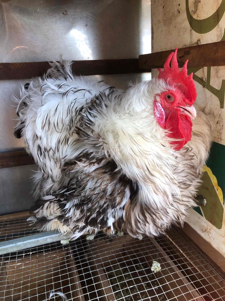 Gà trống Lông xù Đực. Mua bán Gà tại Thành phố Buôn Ma Thuột Đắk Lắk được đăng bởi Quang hình 1