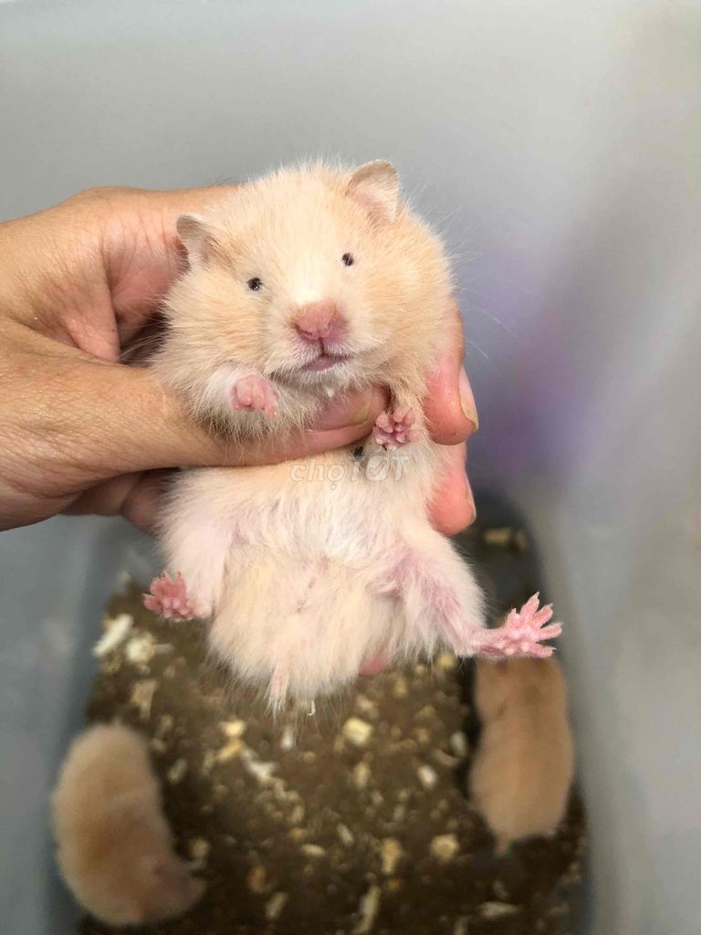 Chuột Hamster Bear xù lai tạng Vàng mơ. Mua bán Thú cưng khác tại Quận Bình Tân Tp Hồ Chí Minh được đăng bởi Ở trọ bày đặt bán chụtt hình 1