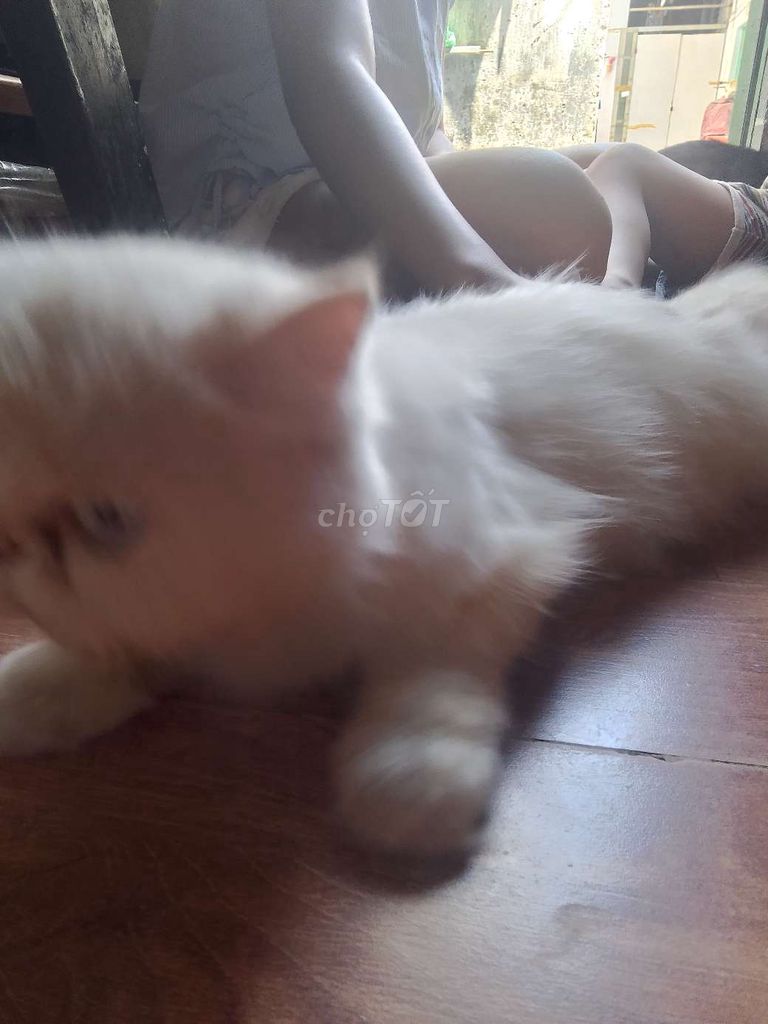 Dịch vụ phối giống Mèo Anh Trắng. Mua bán Phụ kiện, Thức ăn, Dịch vụ tại Thành phố Thủ Đức Tp Hồ Chí Minh được đăng bởi Tu Nguyen hình 1