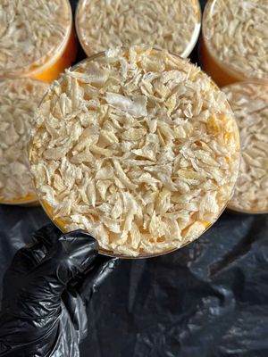 Tổ yến nguyên chất 100 gram Trắng ngà. Mua bán Đồ ăn, thực phẩm và các loại khác tại Quận Gò Vấp Tp Hồ Chí Minh được đăng bởi BÙI THỊ YẾN OANH 