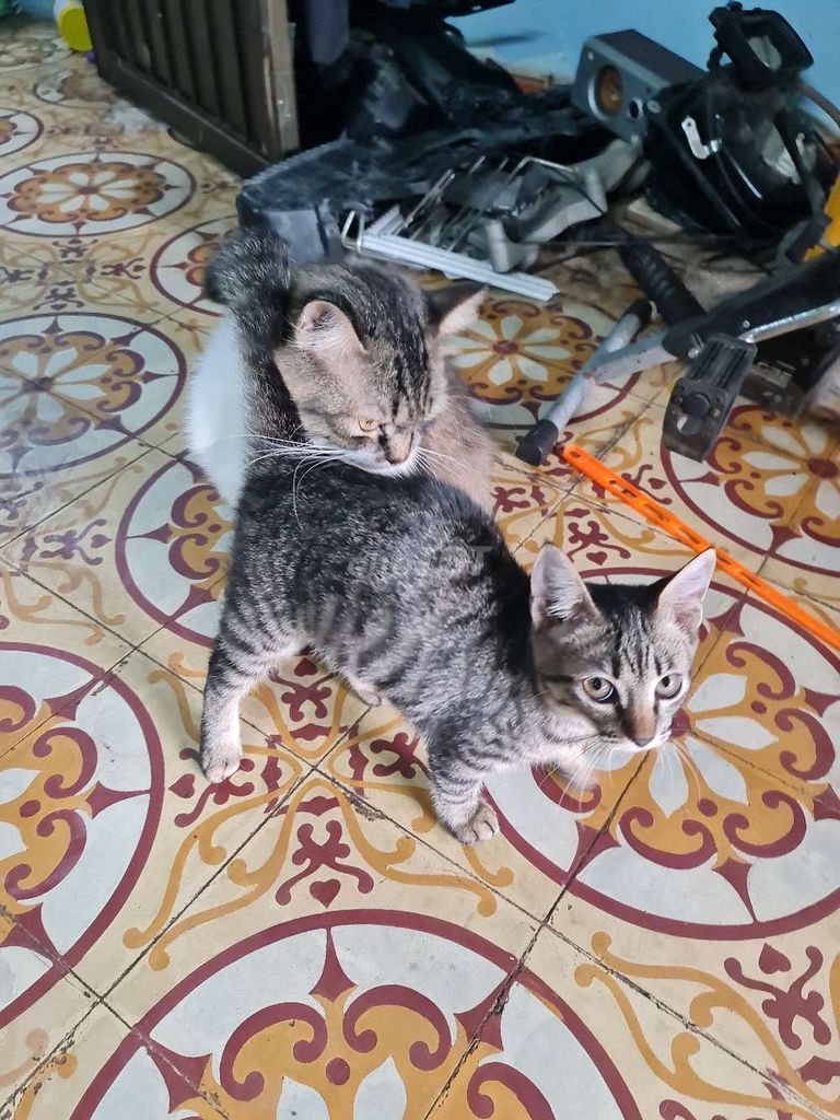 Mèo aln lai 1 đến 3 tháng tuổi