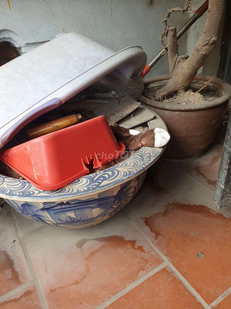 Chậu cây sứ trắng xanh. Mua bán Cây cảnh, đồ trang trí tại Quận Đống Đa Hà Nội được đăng bởi Minh hải hình 1