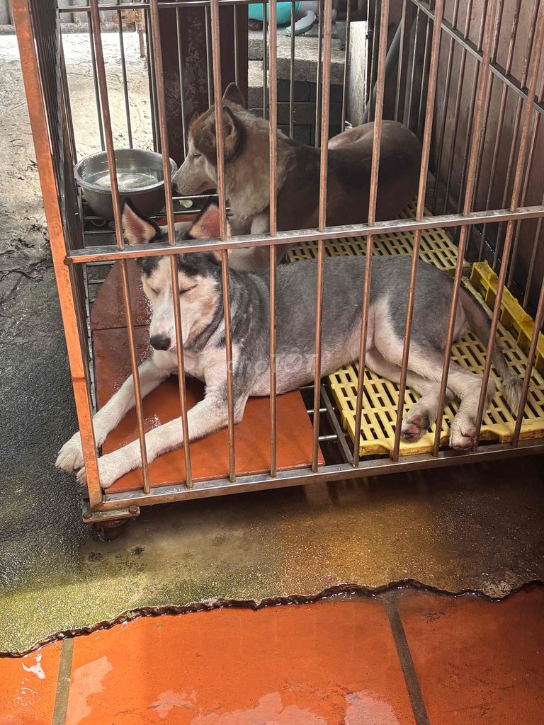 Chó Husky cái 9 tháng. Mua bán Chó tại Huyện Đông Anh Hà Nội được đăng bởi chín hình 1