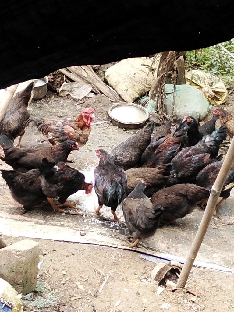 Gà vườn chất lượng cao. Mua bán Gà tại Thị xã Tân Uyên Bình Dương được đăng bởi Toi Duong hình 1