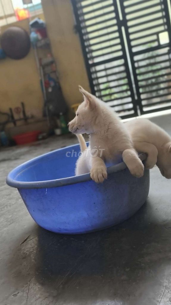 Husky tìm nhà mới. Mua bán Chó tại Huyện Quốc Oai Hà Nội được đăng bởi kiên  hình 1