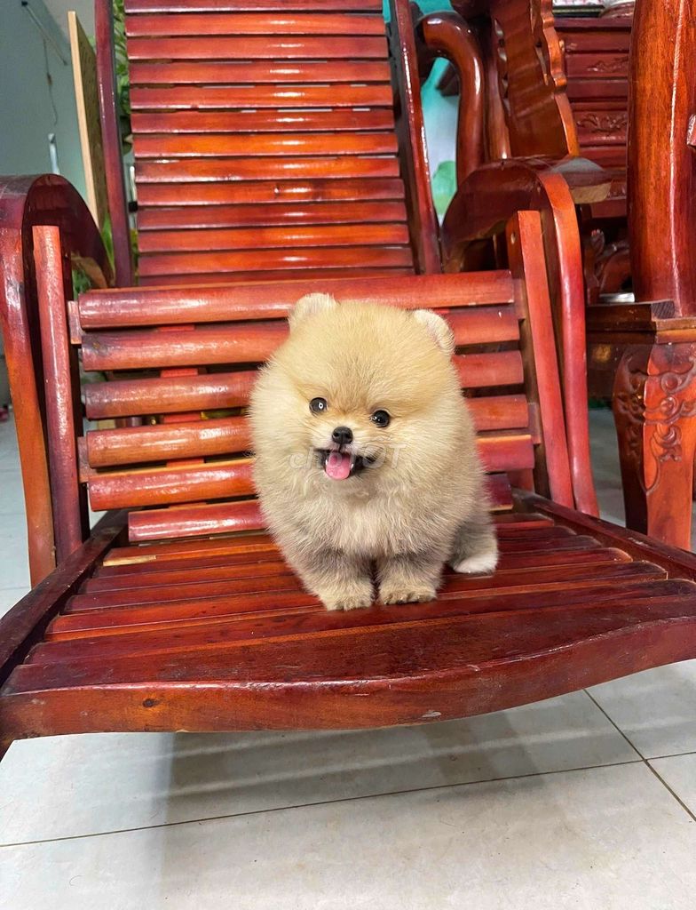 phốc sóc thái mini  đã tiêm ngừa. Mua bán Chó tại Quận 12 Tp Hồ Chí Minh được đăng bởi T hình 1