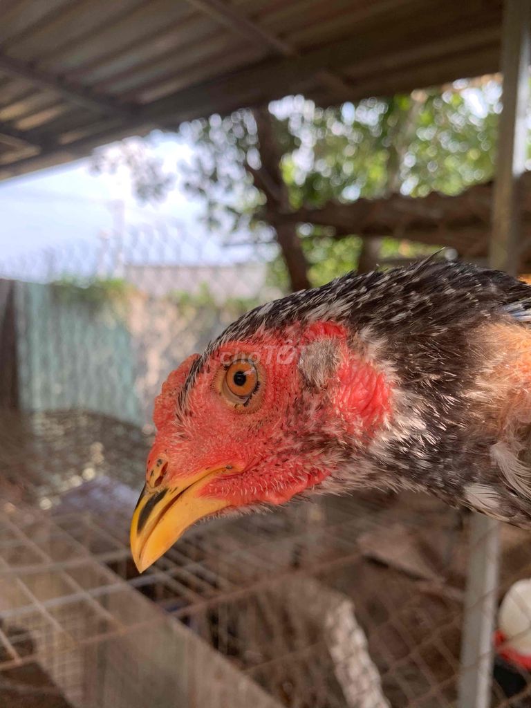 gà chọi xám bông đuôi dài. Mua bán Gà tại Huyện Củ Chi Tp Hồ Chí Minh được đăng bởi trung nguyen hình 1
