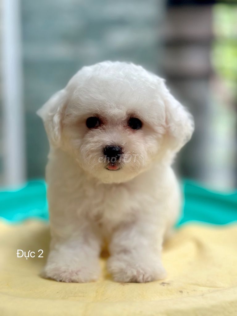 Bichonfrise mini. Mua bán Chó tại Quận Tân Bình Tp Hồ Chí Minh được đăng bởi Nguyễn Thị Phương Thảo hình 2