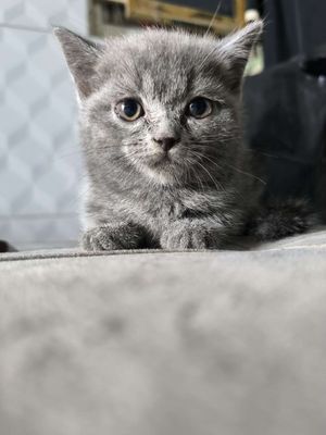 Mèo con Munchkin lông ngắn