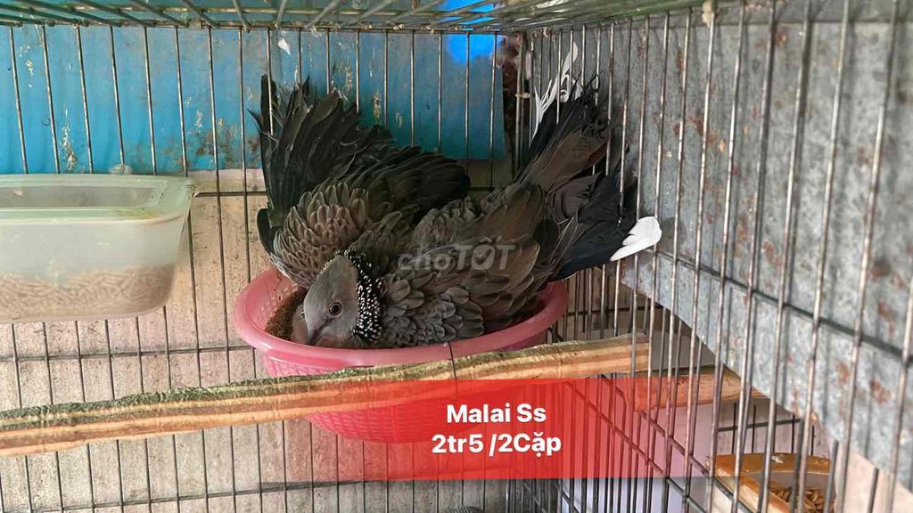 Chim Malai Sinh Sản. Mua bán Chim tại Quận 10 Tp Hồ Chí Minh được đăng bởi Cu Gáy Thái  hình 1