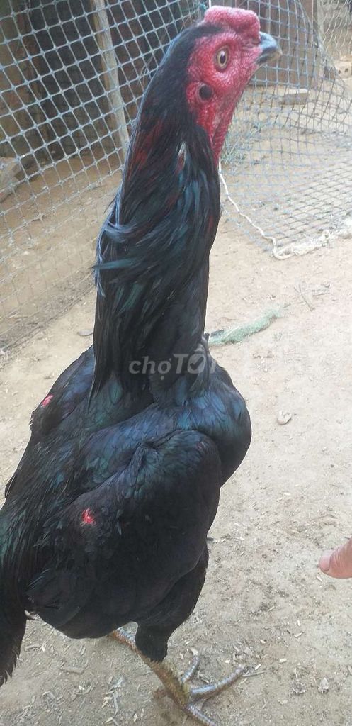 Gà chọi tơ rin 2.75kg. Mua bán Gà tại Quận Ngũ Hành Sơn Đà Nẵng được đăng bởi le hai hung hình 1