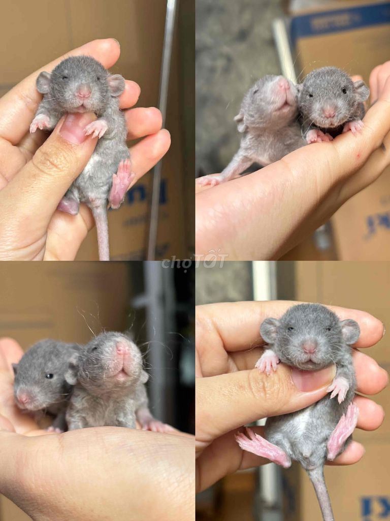 Chuột Dumbo Xám blue lông xoăn. Mua bán Thú cưng khác tại Quận Đống Đa Hà Nội được đăng bởi Lê Linh Hương hình 1