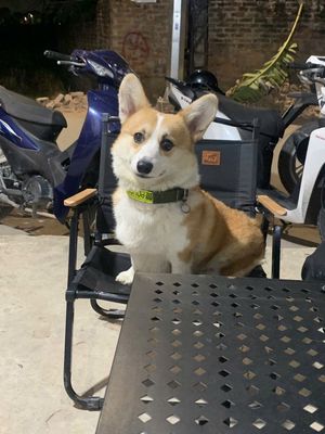 Chó Corgi vàng trắng 9 tháng