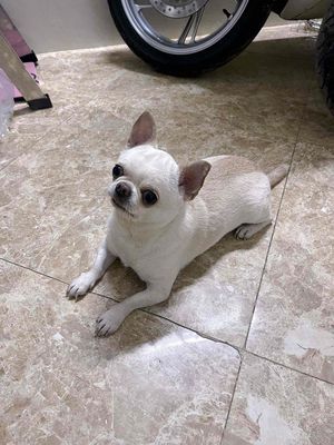 chó chihuahua đực nhận phối giống bao đậu. Mua bán Phụ kiện, Thức ăn, Dịch vụ tại Quận Phú Nhuận Tp Hồ Chí Minh được đăng bởi Đỗ khắc tiếng