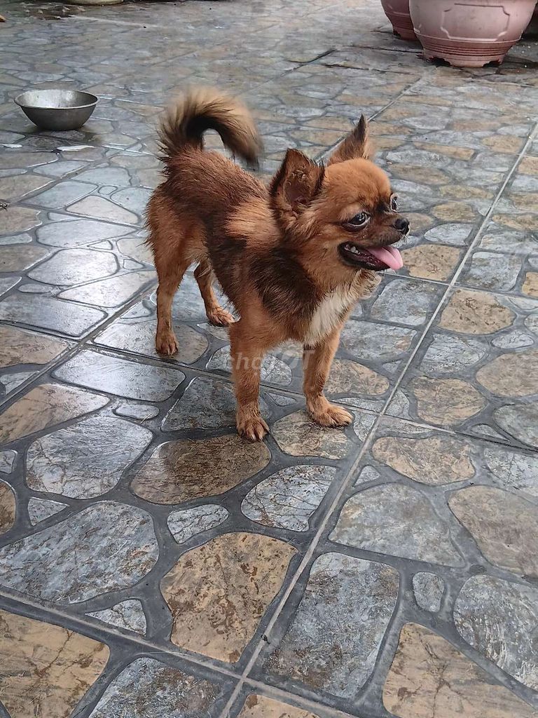 Bán chó chihuahua. Mua bán Chó tại Thành phố Thủ Dầu Một Bình Dương được đăng bởi Hồng hình 4