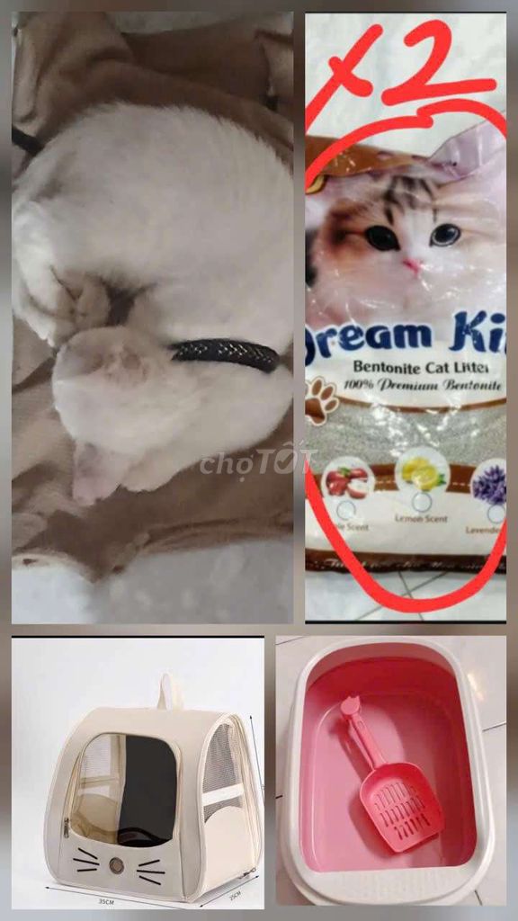 Mèo và đồ cơ bản cho mèo. Mua bán Mèo tại Quận Thanh Xuân Hà Nội được đăng bởi Thành Xuân hình 1