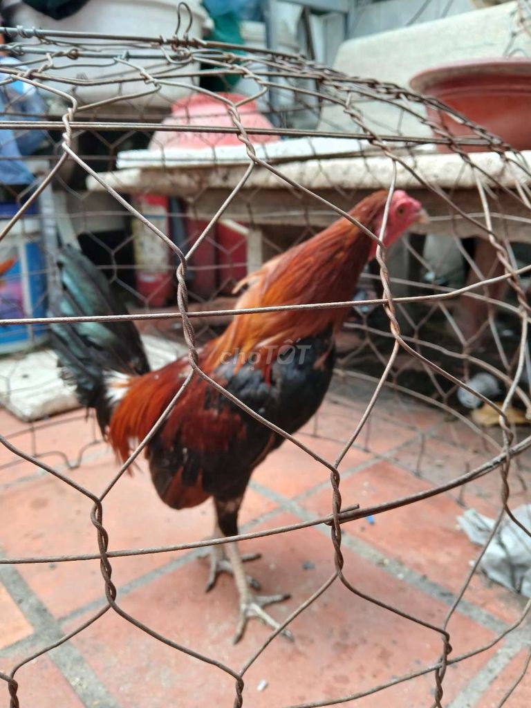 Gà chọi Cuban 1.25kg Đỏ đen. Mua bán Gà tại Quận 12 Tp Hồ Chí Minh được đăng bởi phúc Gia Lộc  hình 1