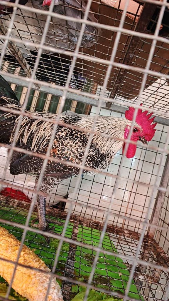 Gà Ai Cập trống Đen trắng sung, đạp mái tốt. Mua bán Gà tại Quận 12 Tp Hồ Chí Minh được đăng bởi Bo Nguyễn Khải hình 1