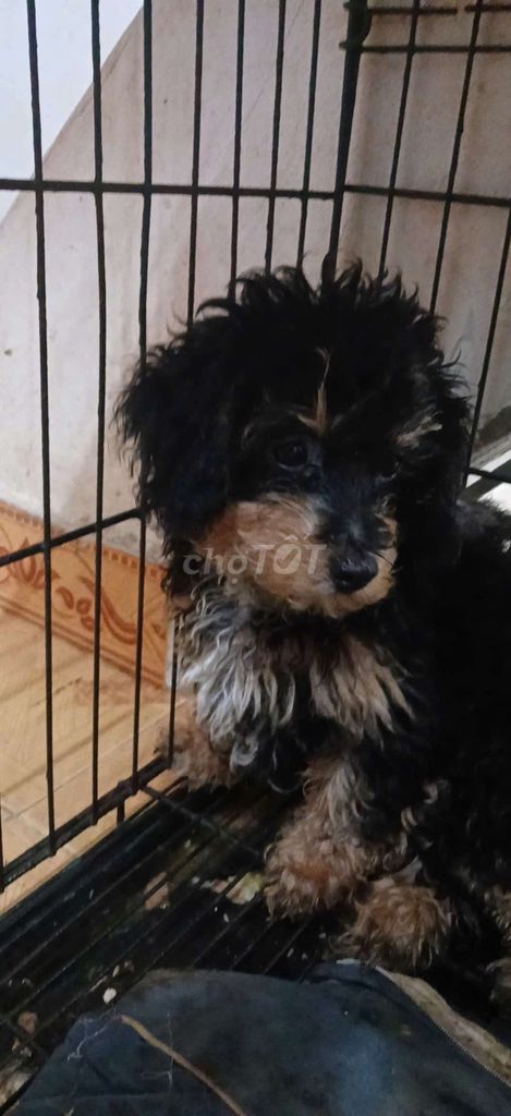 Chó Poodle Đen Nâu Xám Lông xoăn. Mua bán Chó tại Quận Hoàn Kiếm Hà Nội được đăng bởi Xa Que Huong hình 1