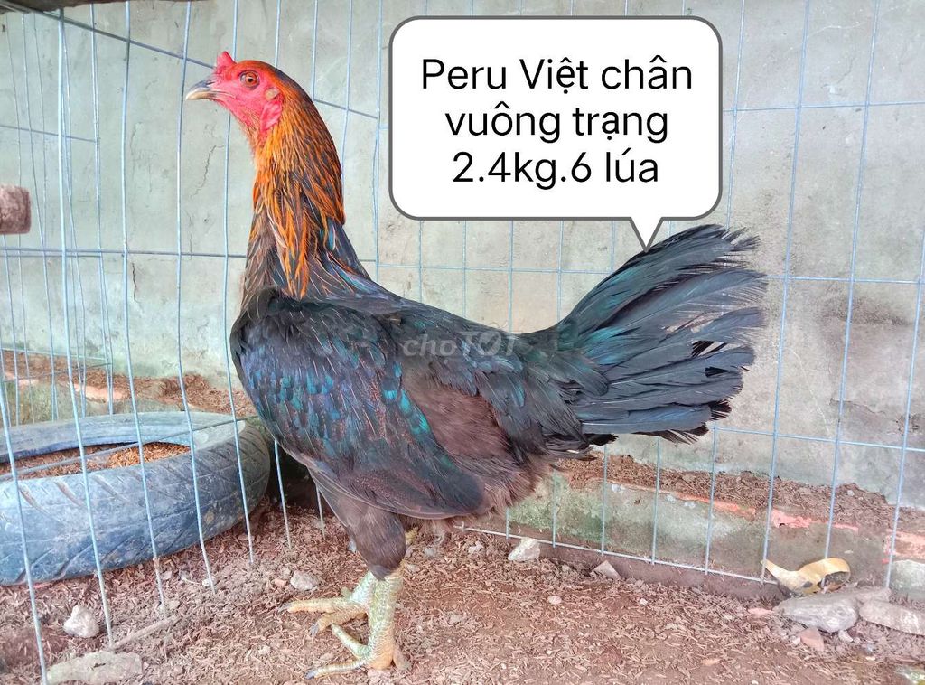 Peru Việt chân vuông trạng 2,4 kg