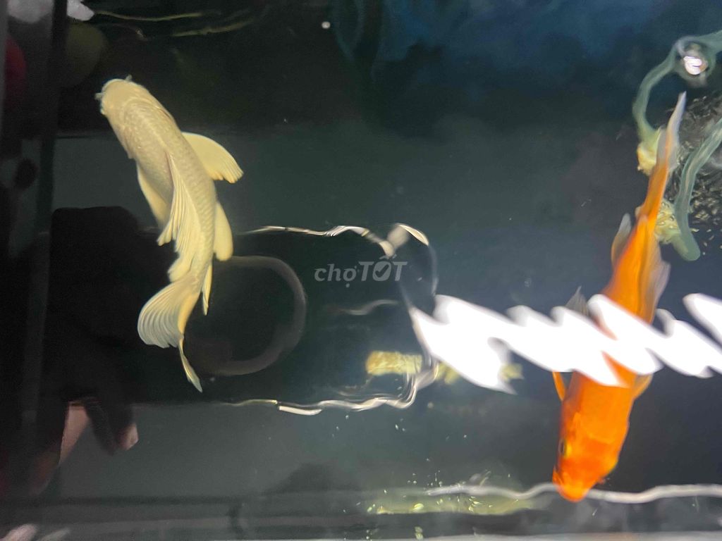 cá phi tần