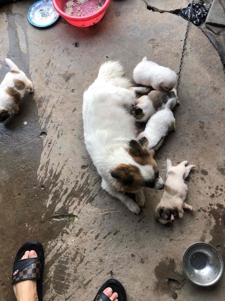 Chó lông xù trắng nâu mới đẻ. Mua bán Chó tại Thị xã Duy Tiên Hà Nam được đăng bởi Nguyễn Ngọc Bình hình 1