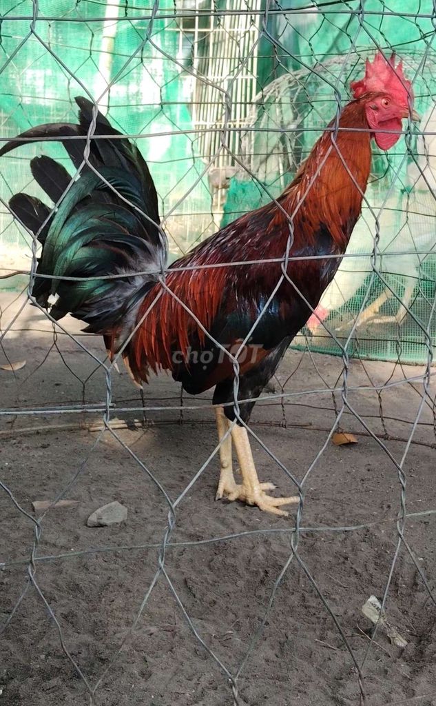 kelso 1 máu. Mua bán Gà tại Huyện Tịnh Biên An Giang được đăng bởi Mr Chicken AG hình 1