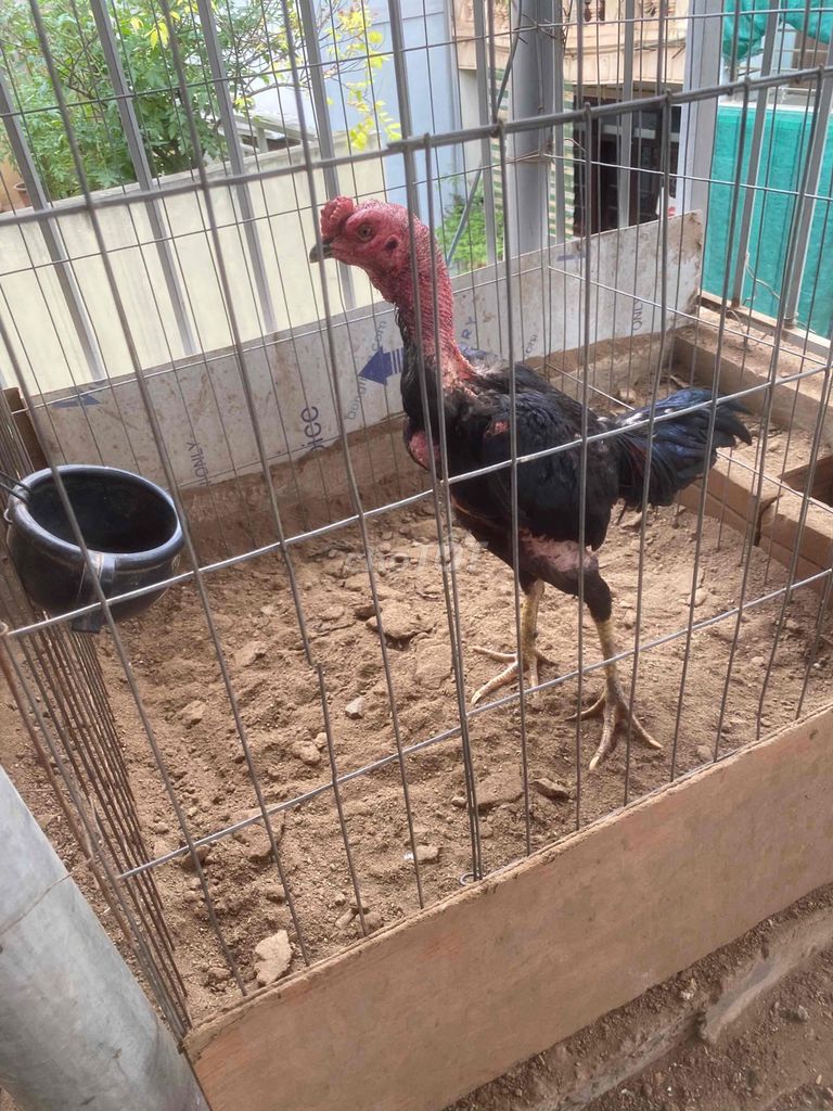 Gà Đen Đực. Mua bán Gà tại Quận Tây Hồ Hà Nội được đăng bởi Nguyen manh lâm hình 1