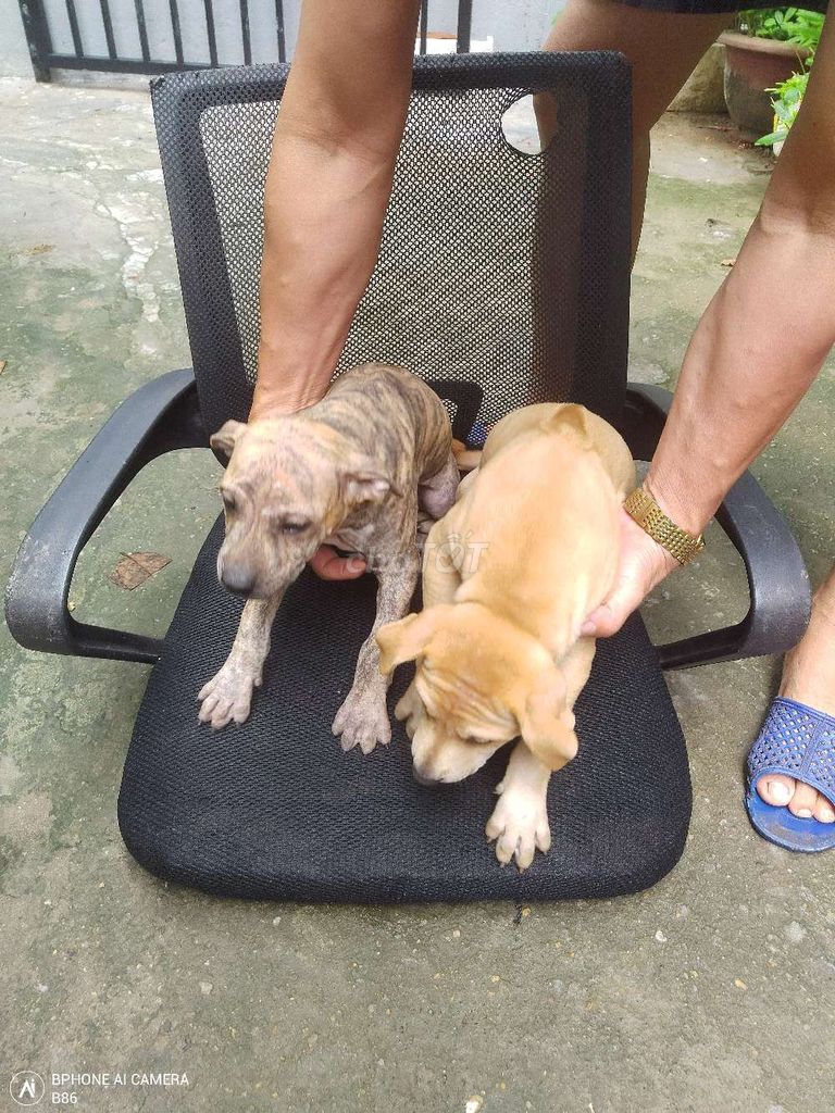 Chó Phú Quốc 3 tháng tuổi. Mua bán Chó tại Quận Liên Chiểu Đà Nẵng được đăng bởi A Hung hình 1