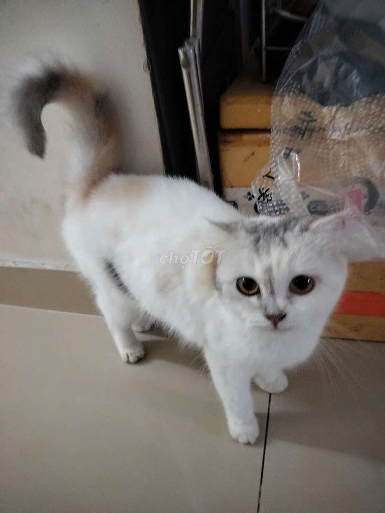 Mèo Anh lông ngắn Trắng, vàng, xám. Mua bán Mèo tại Huyện Củ Chi Tp Hồ Chí Minh được đăng bởi Quân Nguyễn hình 1