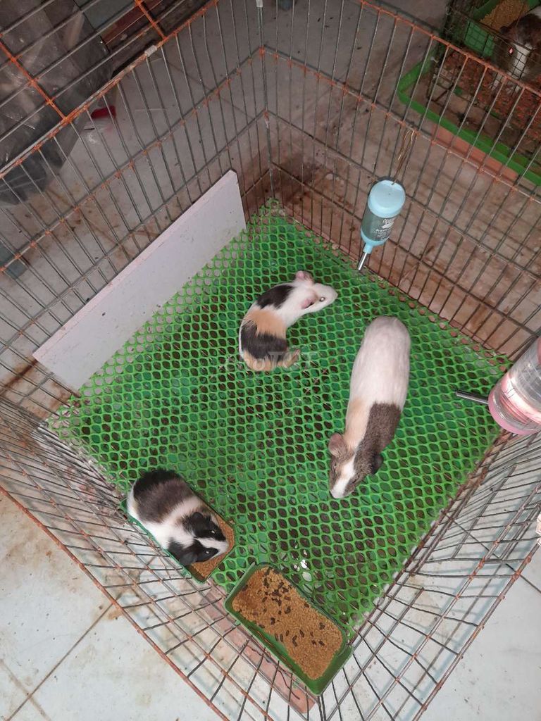 Bán Bọ Ú. Mua bán Thú cưng khác tại Quận Cái Răng Cần Thơ được đăng bởi Thanh Tam hình 1