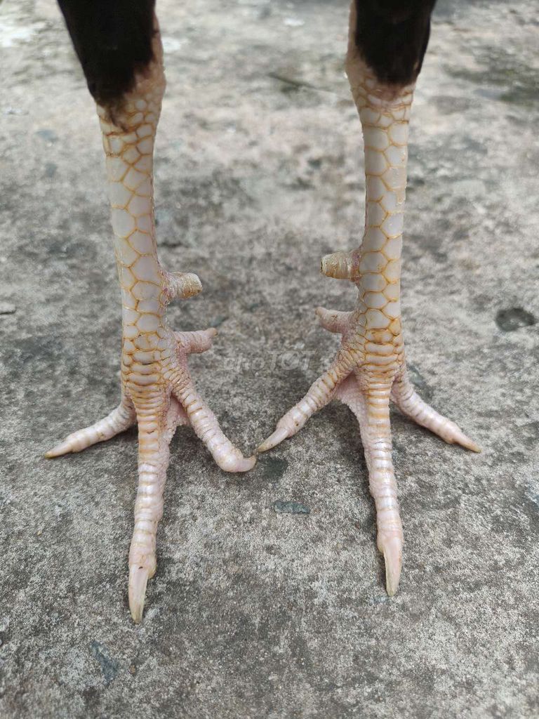 Siu mỹ trang 1k3 tay 1cuc log mới ze chơi liên đc. Mua bán Gà tại Thành phố Thủ Dầu Một Bình Dương được đăng bởi Thanh Tiền hình 4