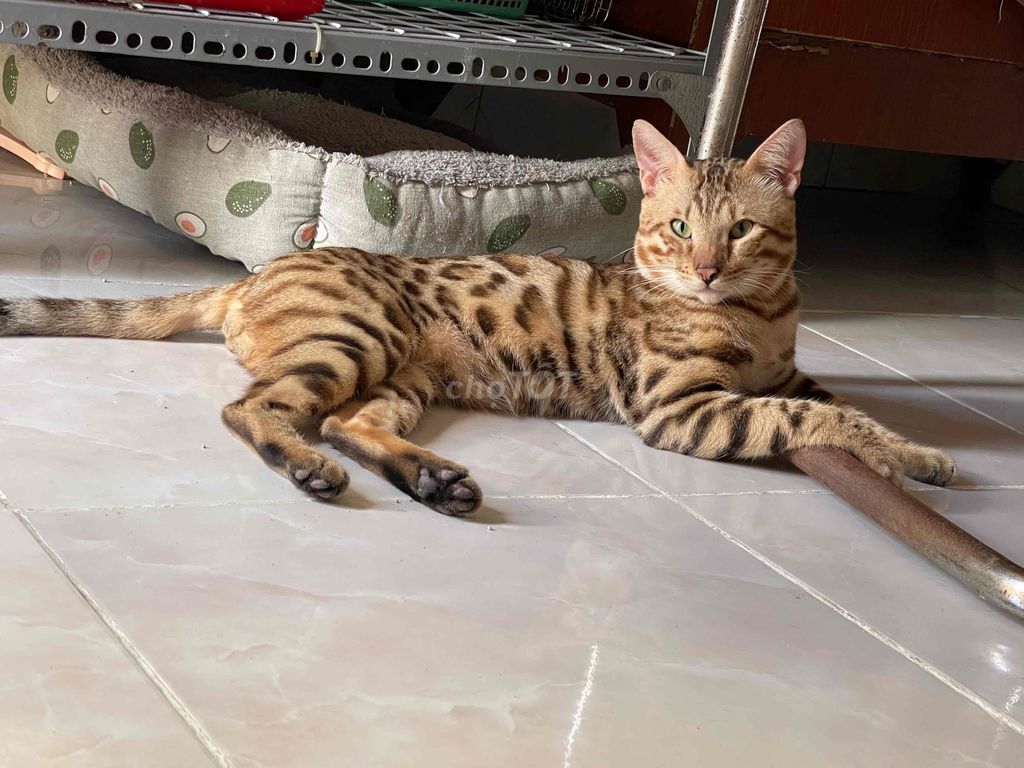 Bengal đực. Mua bán Mèo tại Quận Gò Vấp Tp Hồ Chí Minh được đăng bởi Thơ Cherry hình 1
