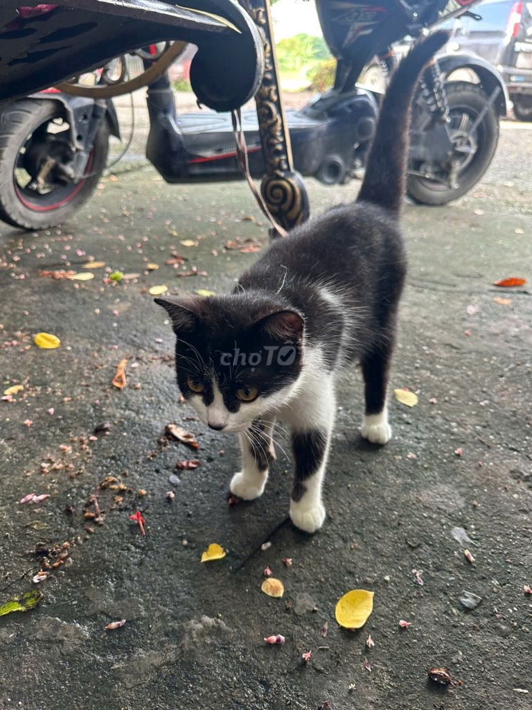 Mèo Bengal và Mèo anh