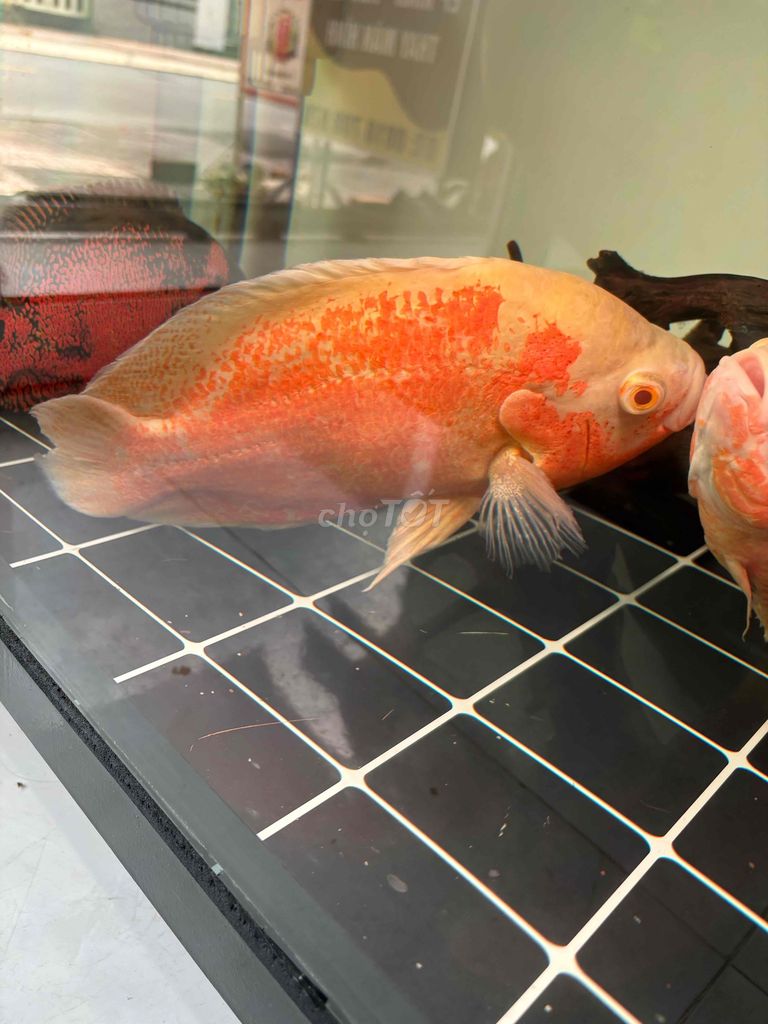 Cá cảnh Tai tượng châu phi size khủng. Mua bán Thú cưng khác tại Thành phố Vĩnh Long Vĩnh Long được đăng bởi Đỉnh Nguyễn hình 1
