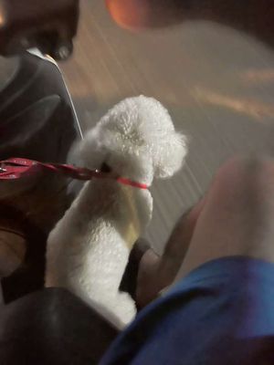 Bán chó poodle cái 1 tuổi. Mua bán Chó tại Huyện Thanh Trì Hà Nội được đăng bởi Hoàng Hải Nam
