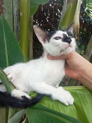 Tặng miễn phí mèo. Mua bán Mèo tại Quận 12 Tp Hồ Chí Minh được đăng bởi Ngô linh