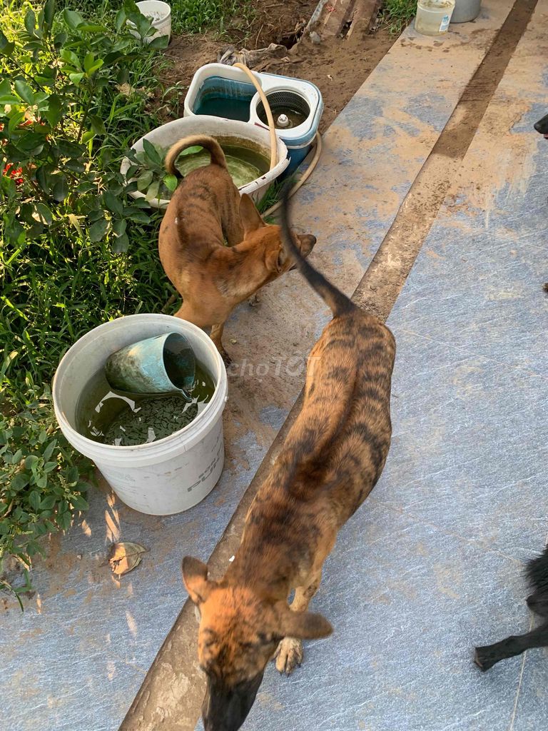 Chó Phú Quốc 4.5 tháng tuổi tinh khôn, khoẻ mạnh. Mua bán Chó tại Huyện Bình Tân Vĩnh Long được đăng bởi Điện máy Kim Hào hình 1