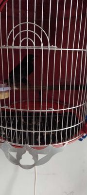 Chích chòe đất. Mua bán Chim tại Huyện Bình Chánh Tp Hồ Chí Minh được đăng bởi Quyền