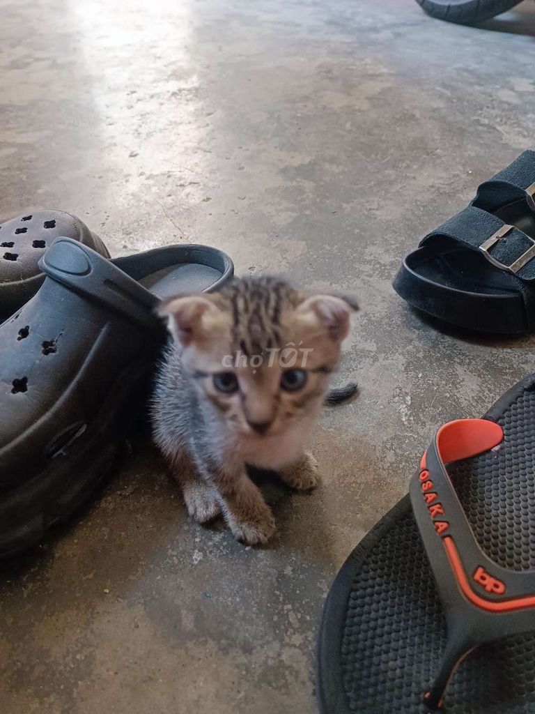Mèo Beoo lông ngắn vằn. Mua bán Mèo tại Quận Thanh Khê Đà Nẵng được đăng bởi Văn tuấn hình 1