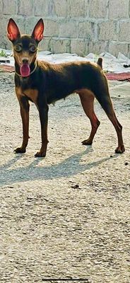 thanh lý fox hươu nâu socola. Mua bán Chó tại Quận Thanh Khê Đà Nẵng được đăng bởi Tên chưa cung cấp