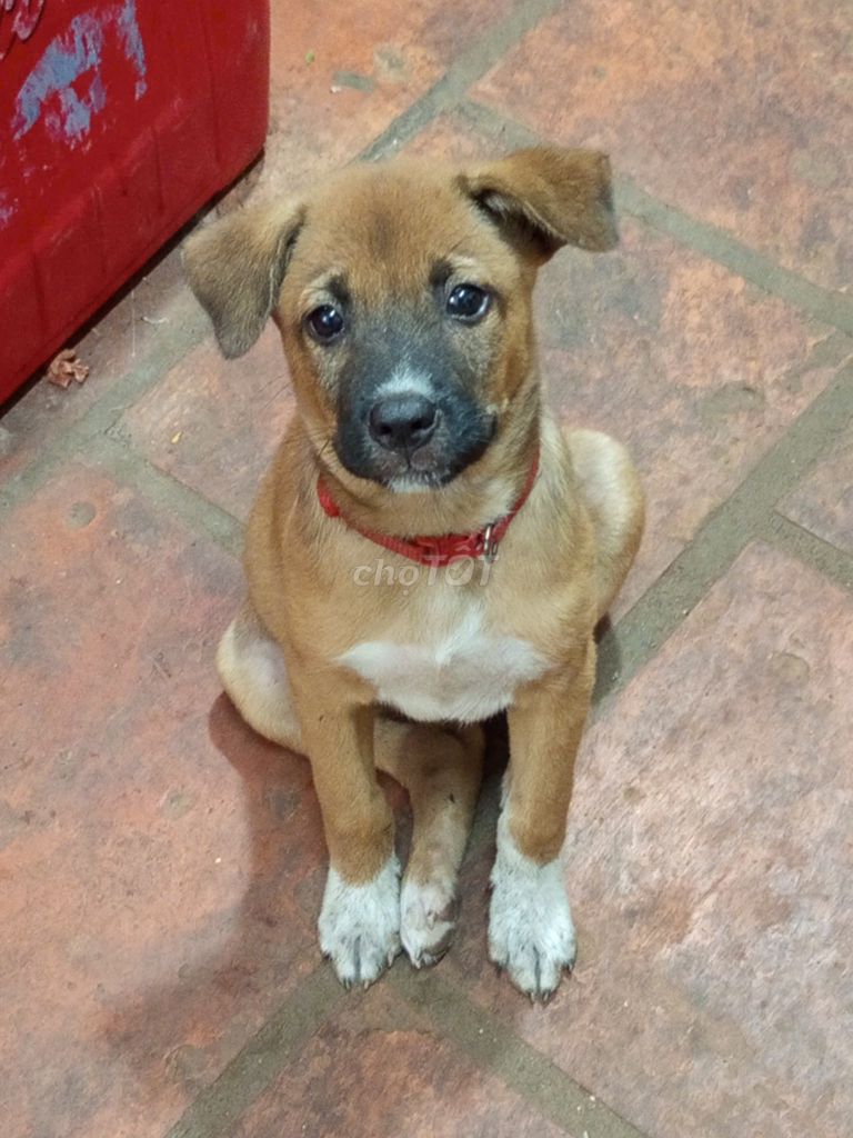 Chó 2 tháng tuổi màu Nâu. Mua bán Chó tại Thành phố Vũng Tàu Bà Rịa - Vũng Tàu được đăng bởi NGUYỄN THỊ BAN hình 2