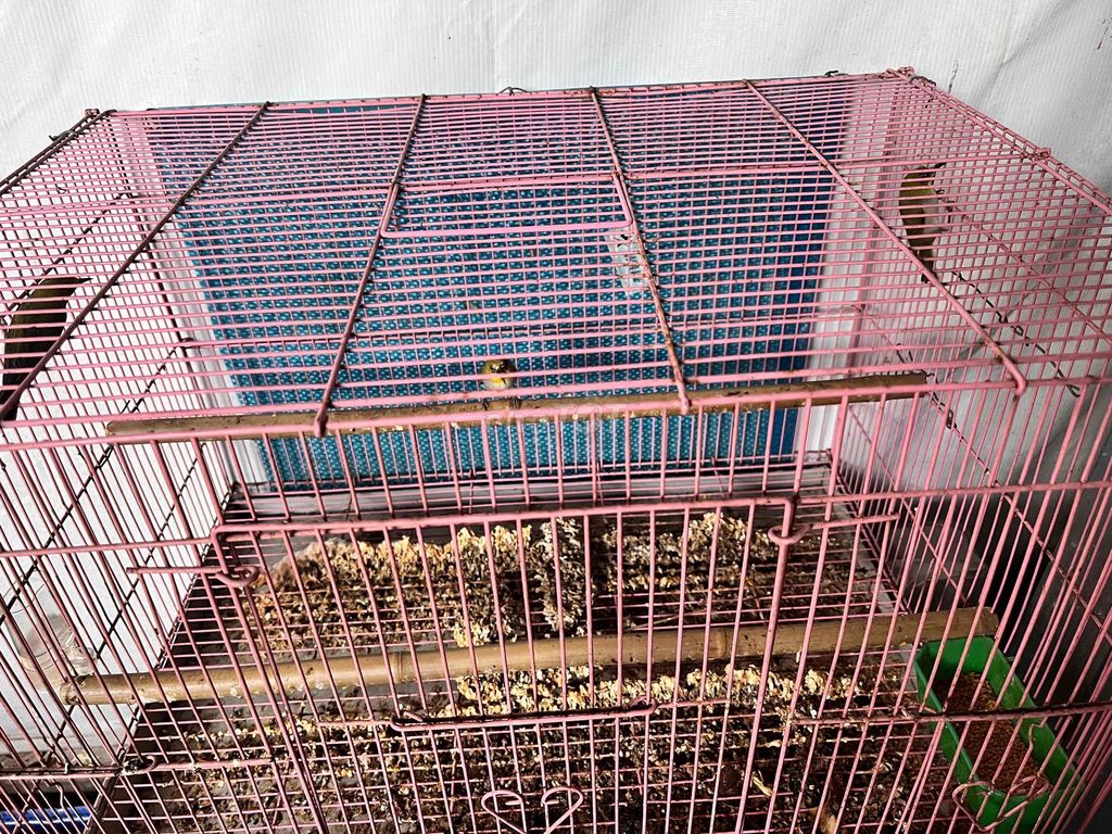thanh lý lồng tặng 3 con khuyên. Mua bán Phụ kiện, Thức ăn, Dịch vụ tại Quận 6 Tp Hồ Chí Minh được đăng bởi NHÂN hình 1