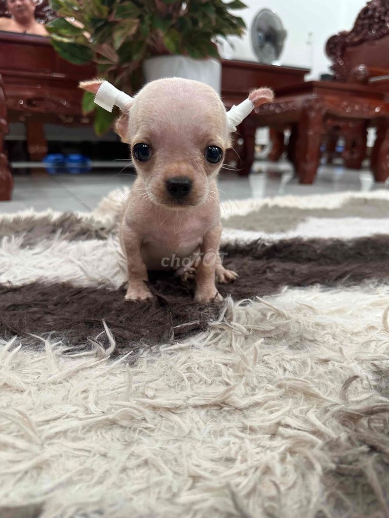 Chihuahua Sài Gòn giá tốt