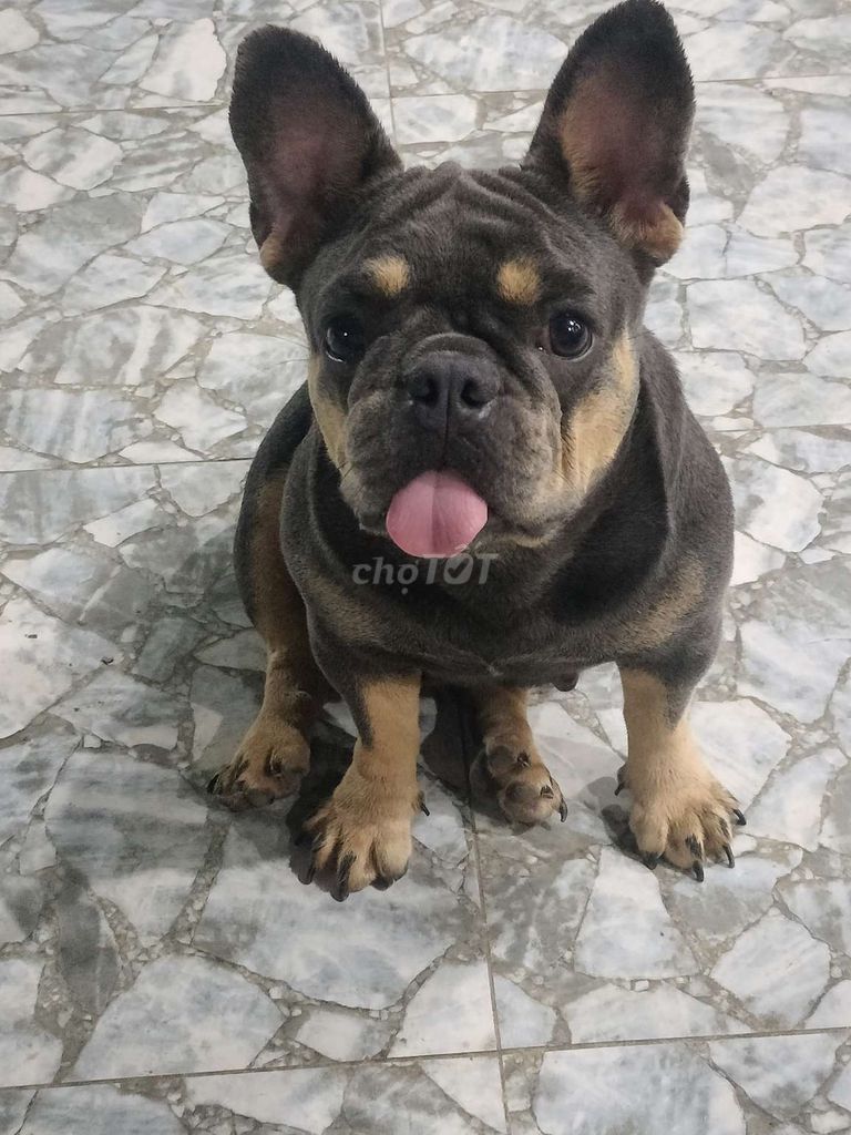 Chó French Bulldog cái khỏe mạnh. Mua bán Chó tại Huyện Cần Giuộc Long An được đăng bởi hoàng yến hình 1