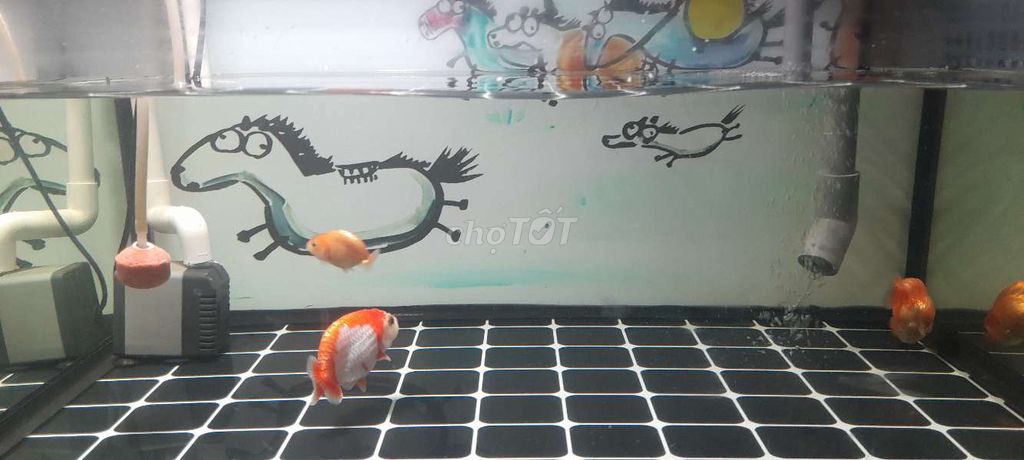 Cá Ranchu tiny . Mua bán Thú cưng khác tại Thành phố Thủ Đức Tp Hồ Chí Minh được đăng bởi Vũ Ngọc Khánh Hà hình 1
