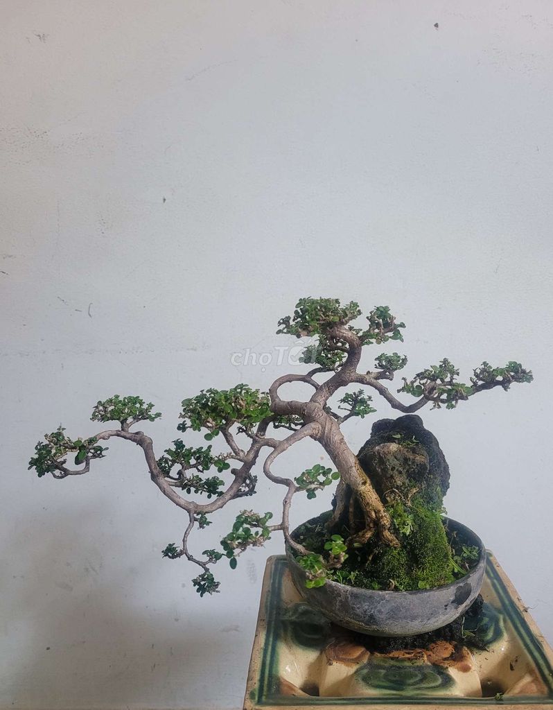 Bonsai HƯƠNG SAM, chậu tròn đường kính 13 cm