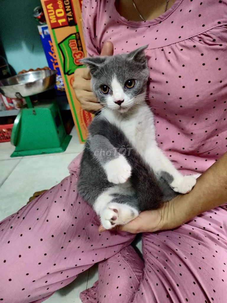Mèo ALN thuần chủng cái 3 tháng xám trắng. Mua bán Mèo tại Thành phố Thủ Đức Tp Hồ Chí Minh được đăng bởi Khoa Nguyen hình 1