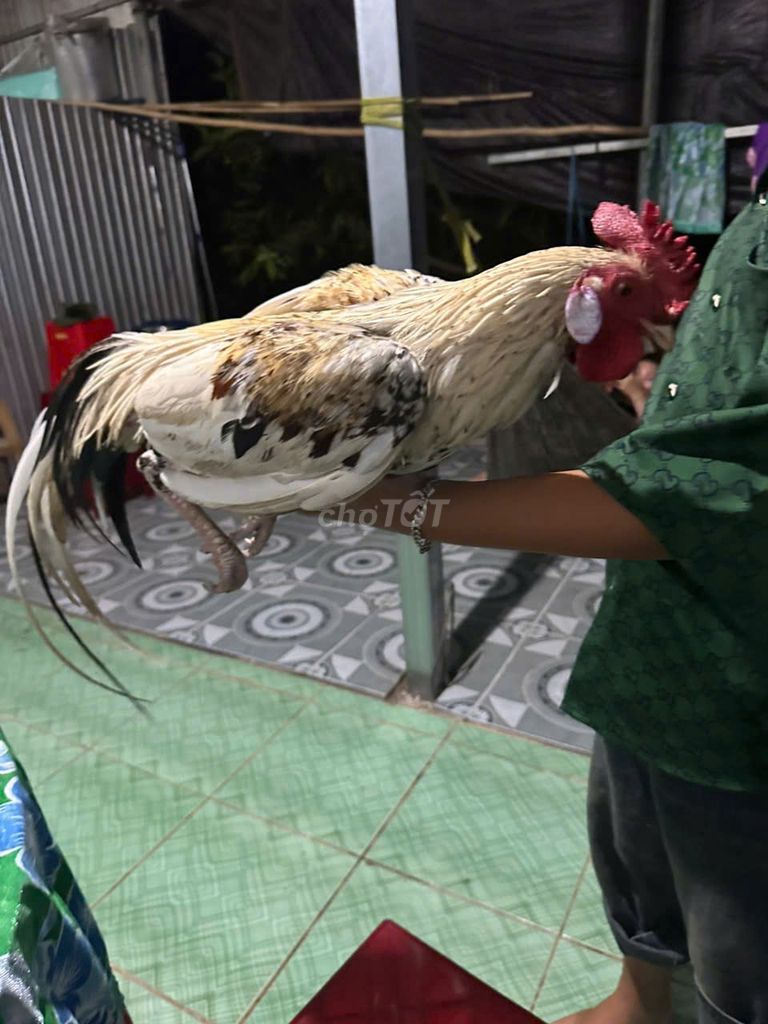 Gà trống Đực. Mua bán Gà tại Huyện Mỹ Tú Sóc Trăng được đăng bởi Thơ Quỳnh hình 1