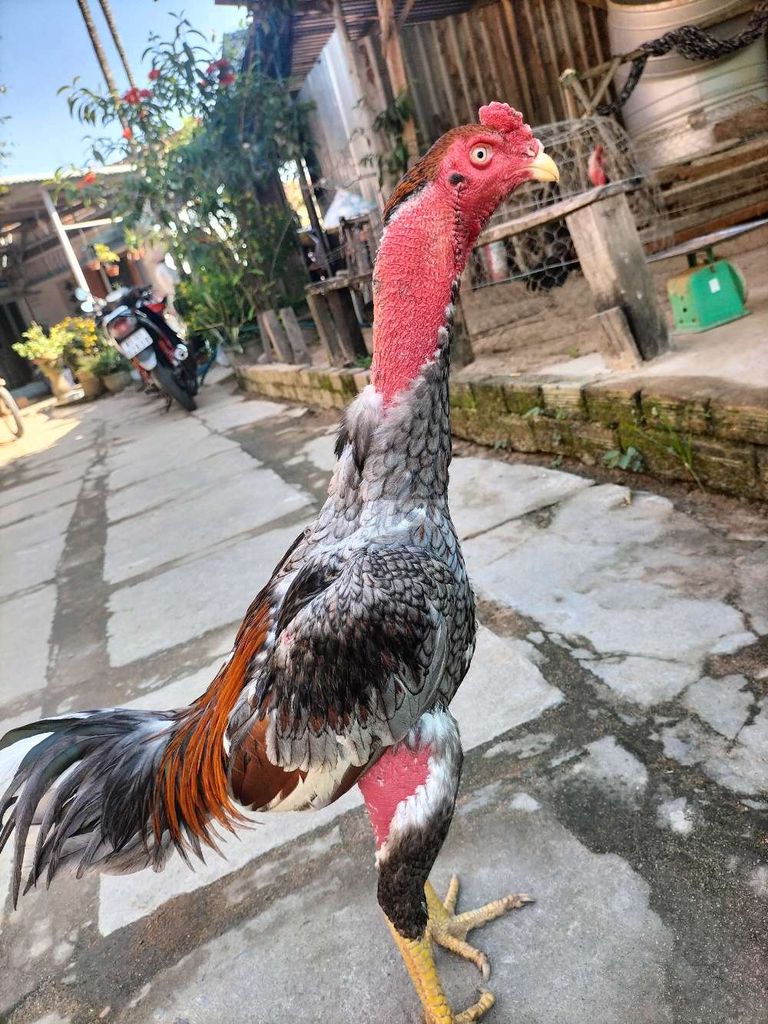 Gà chọi Xám 3kg. Mua bán Gà tại Huyện Sông Hinh Phú Yên được đăng bởi đặng chánh hưng hình 1